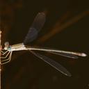 Image of Lestes pallidus imported from iNaturalist.