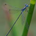 Image of Lestes tenuatus imported from iNaturalist.