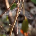 Image of Lestes viridulus imported from iNaturalist.