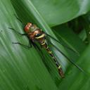 Image of Macromia cingulata imported from iNaturalist.