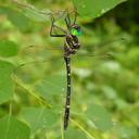 Image of Macromia taeniolata imported from iNaturalist.