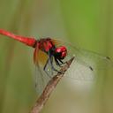 Image of Nannophya pygmaea imported from iNaturalist.