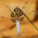 Image of Palpopleura jucunda imported from iNaturalist.