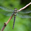 Image of Phenes raptor imported from iNaturalist.