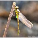 Image of Cyclogomphus flavoannulatus imported from iNaturalist.