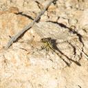 Image of Progomphus joergenseni imported from iNaturalist.