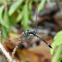 Image of Hylaeothemis clementia imported from iNaturalist.