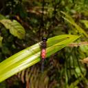 Image of Lyriothemis eurydice imported from iNaturalist.