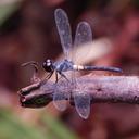 Image of Brachygonia ophelia imported from iNaturalist.