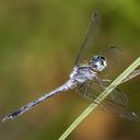 Image of Dasythemis esmeralda imported from iNaturalist.