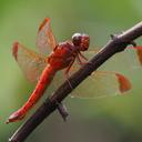 Image of Hadrothemis scabrifrons imported from iNaturalist.