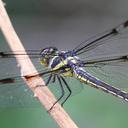 Image of Orthemis regalis imported from iNaturalist.