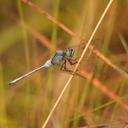 Image of Orthetrum icteromelas imported from iNaturalist.