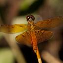 Image of Perithemis cornelia imported from iNaturalist.