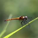 Image of Raphismia inermis imported from iNaturalist.