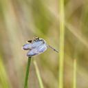 Image of Zenithoptera viola imported from iNaturalist.