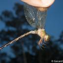 Image of Gynacantha demeter imported from iNaturalist.