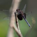 Image of Erythrodiplax latimaculata imported from iNaturalist.