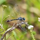 Image of Micrathyria hesperis imported from iNaturalist.