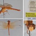 Image of Neurothemis nesaea imported from iNaturalist.