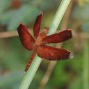 Image of Neurothemis terminata imported from iNaturalist.