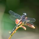 Image of Progomphus lepidus imported from iNaturalist.