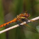 Image of Sympetrum villosum imported from iNaturalist.