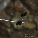 Image of Bayadera melanopteryx imported from iNaturalist.