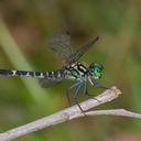 Image of Lanthanusa cyclopica imported from iNaturalist.