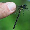 Image of Leptogomphus perforatus imported from iNaturalist.