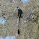 Image of Leptogomphus sauteri imported from iNaturalist.