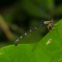 Image of Rhipidolestes aculeatus imported from iNaturalist.