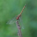 Image of Trithemis werneri imported from iNaturalist.