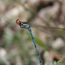 Image of Argia joergenseni imported from iNaturalist.