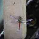 Image of Lyriothemis hirundo imported from iNaturalist.