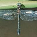 Image of Macrothemis delia imported from iNaturalist.