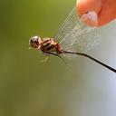 Image of Macrothemis extensa imported from iNaturalist.