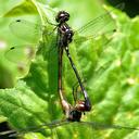 Image of Macrothemis hahneli imported from iNaturalist.