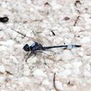 Image of Macrothemis polyneura imported from iNaturalist.