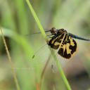 Image of Rhyothemis mariposa imported from iNaturalist.