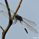 Image of Tauriphila xiphea imported from iNaturalist.