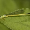 Image of Ceriagrion fallax imported from iNaturalist.