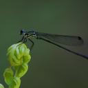 Image of Trineuragrion percostale imported from iNaturalist.