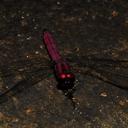 Image of Trithemis maia imported from iNaturalist.