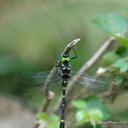 Image of Macromia clio imported from iNaturalist.