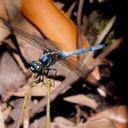 Image of Orthetrum poecilops imported from iNaturalist.