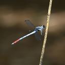 Image of Philosina buchi imported from iNaturalist.