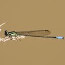 Image of Acanthagrion yungarum imported from iNaturalist.