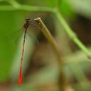 Image of Heteragrion albifrons imported from iNaturalist.