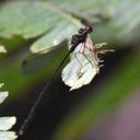 Image of Heteropodagrion superbum imported from iNaturalist.